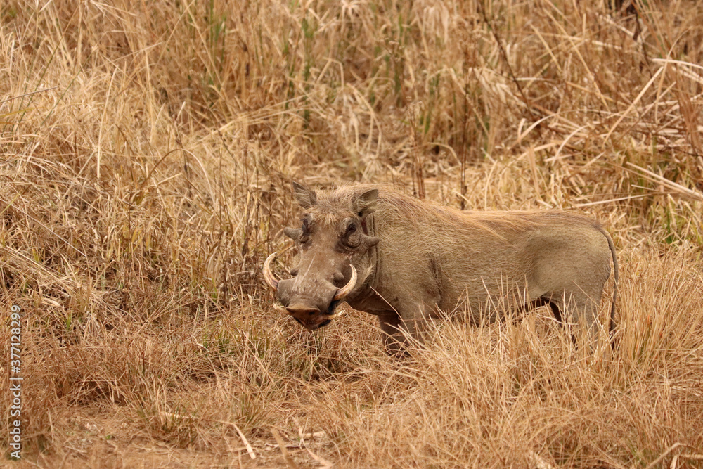 Fototapeta premium Warthog in the tall dry African grass