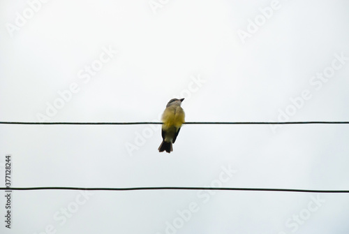 Bird resting on electric wire