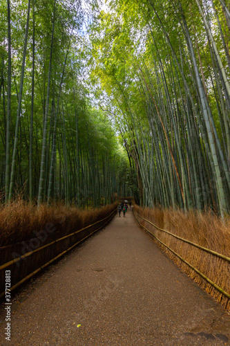 Arashiyama bamboo forest in Kyoto  Japan 