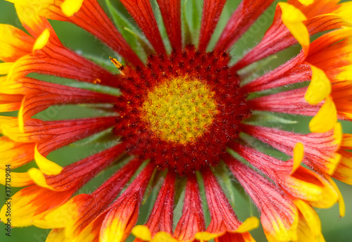 Bright red flower close up