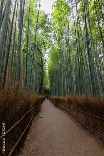 Arashiyama bamboo forest in Kyoto (Japan)