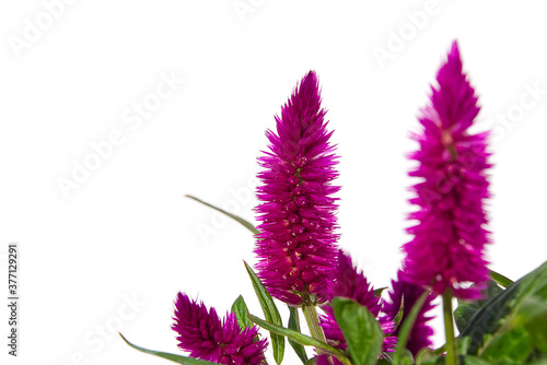 Potted Cockscomb celosia spicata plant isolated on white. Pink flower of celosia spicata is in the family Amaranthaceae  home tropical flower.
