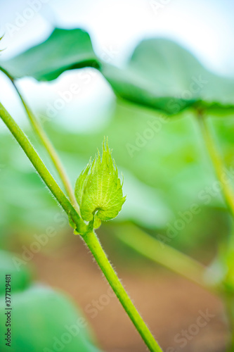 fresh green cotton flower on cotton plant