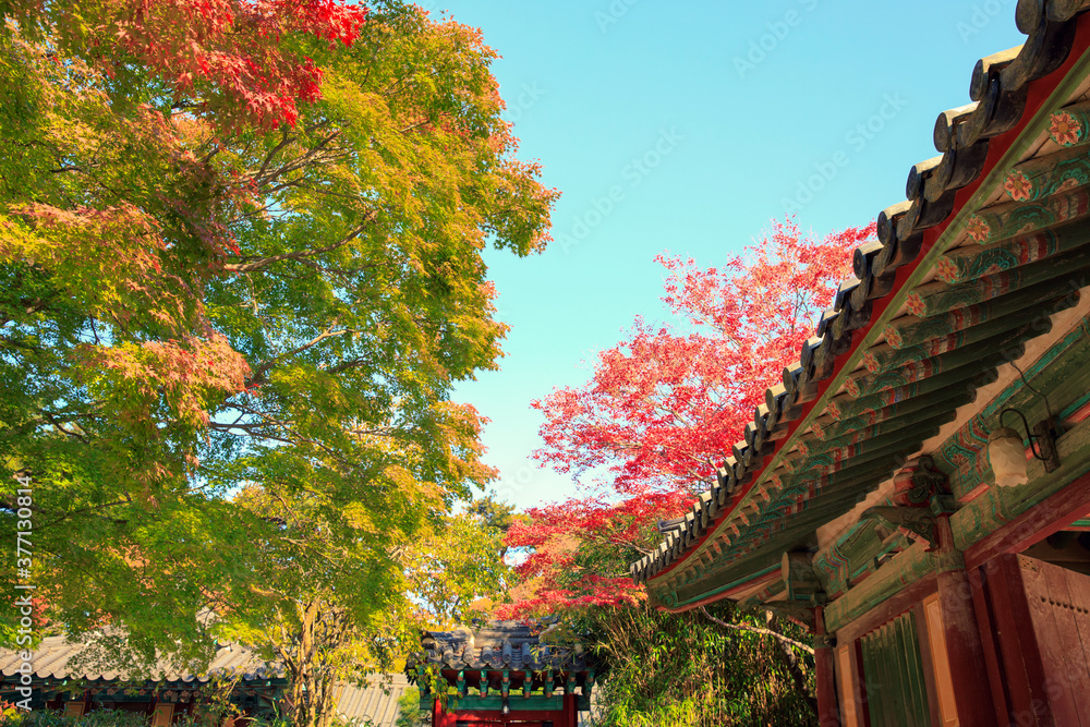 Autumn scenery of traditional Korean palaces