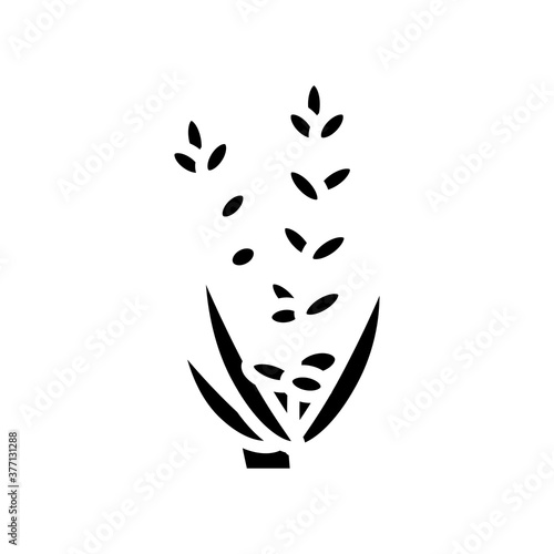 lavender flower aromatherapy glyph icon vector. lavender flower aromatherapy sign. isolated contour symbol black illustration