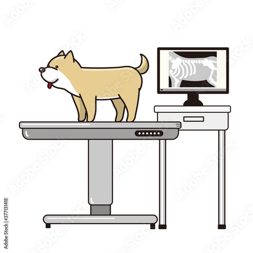 レントゲンを撮った柴犬