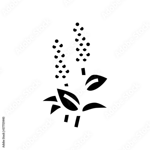 patchouli flowers aromatherapy glyph icon vector. patchouli flowers aromatherapy sign. isolated contour symbol black illustration