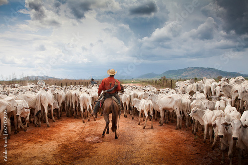 Comitiva de gado nelore em estada de terra na Amazônia -.rodovia PA 150.. photo