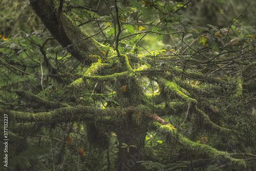 Swineholes Wood. Vibrant green moody  ethereal UK forest woodland trees  and foliage.