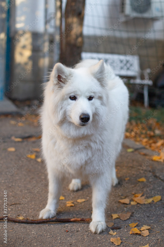 Obraz premium Beautiful white samoyed dog staying with wood stick in autumn park