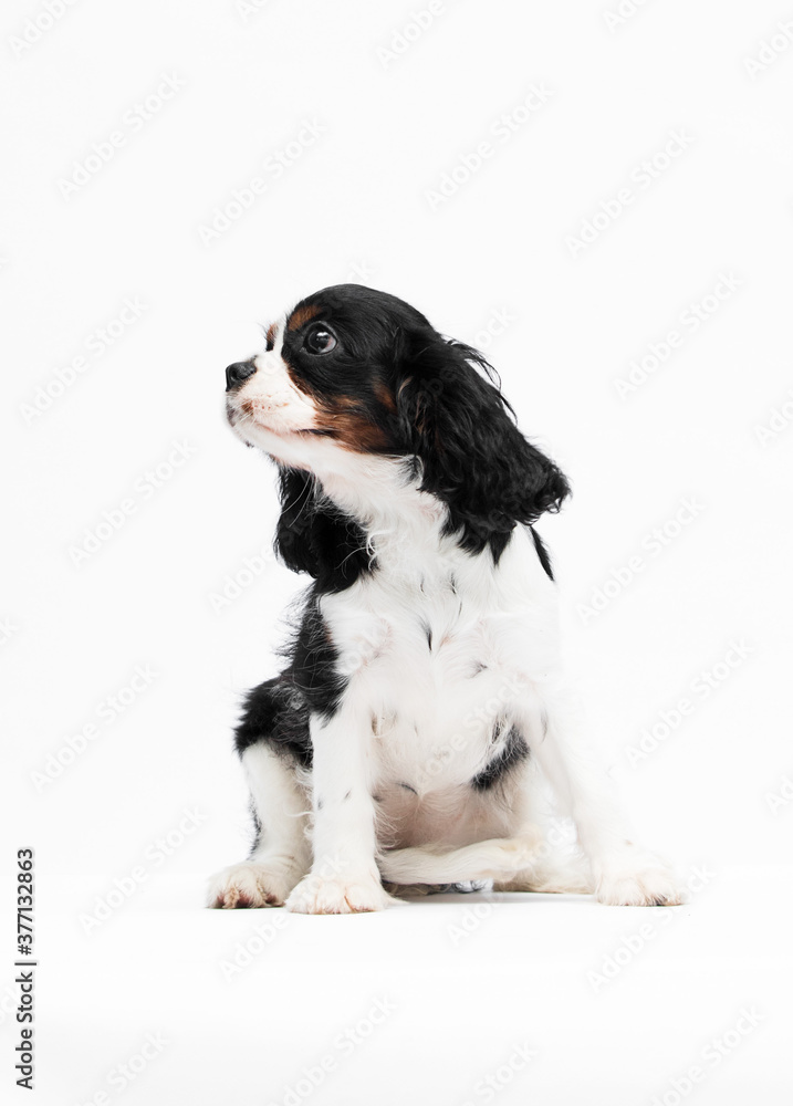 Cavalier king charles spaniel dog puppy looking sideways Cavalier king charles spaniel dog puppy looking sideways