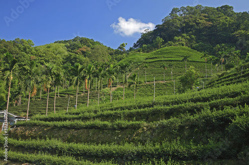 Pinglin township tea garden hillside