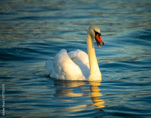 The exquisite elegance of swans swimming near the shores of the Upper Zurich Lake (Obersee), Holzsteg, Rapperswil, St. Gallen, Switzerland photo