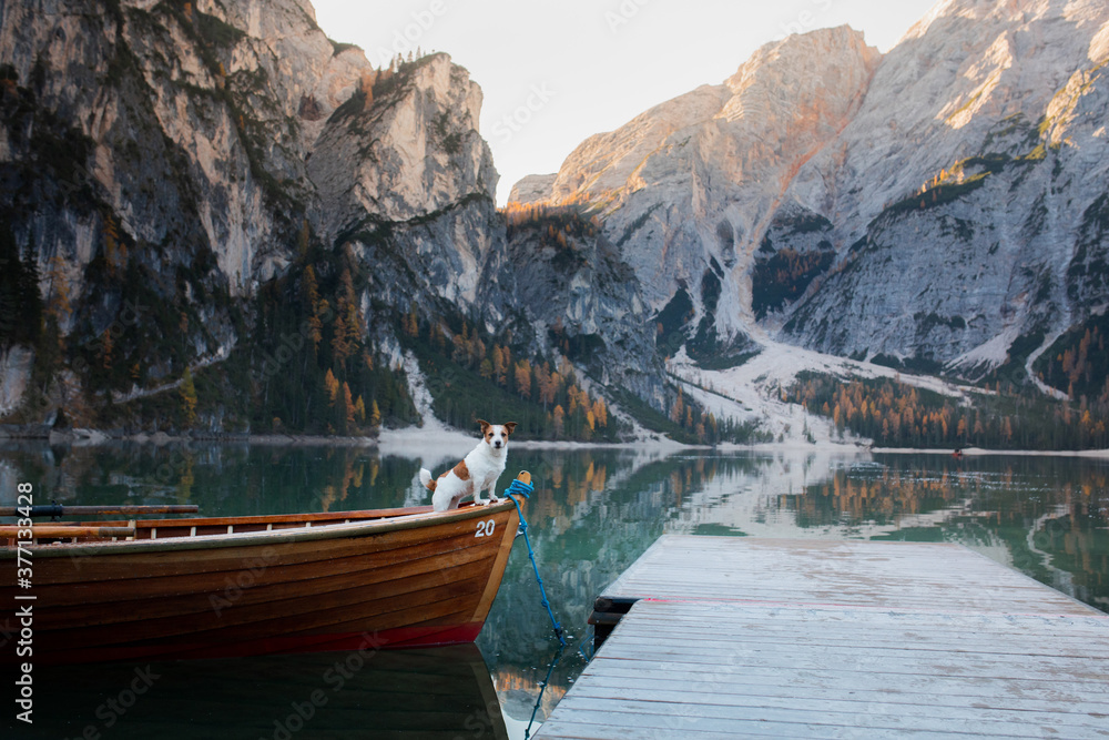 dog stand on a wooden pier. Mountain Lake Braies. boat station. landscape with a pet
