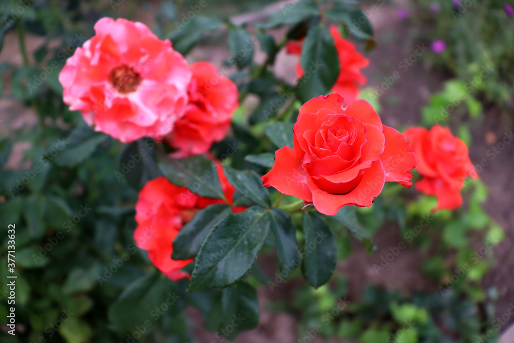 Red flower. Beautiful natural background Red flower. Beautiful natural background
