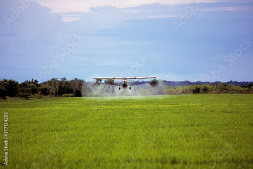 Pulverização aérea de inseticida em plantio  de arroz. photo