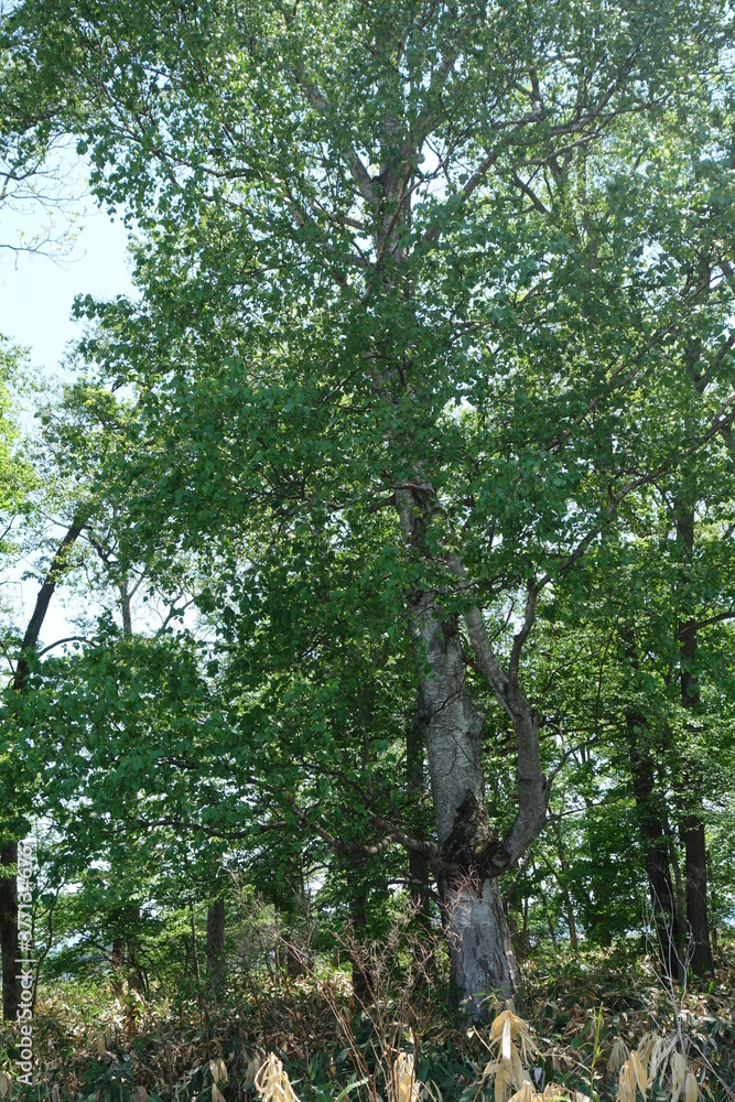 Fototapeta premium 北海道の夏の防風林の木