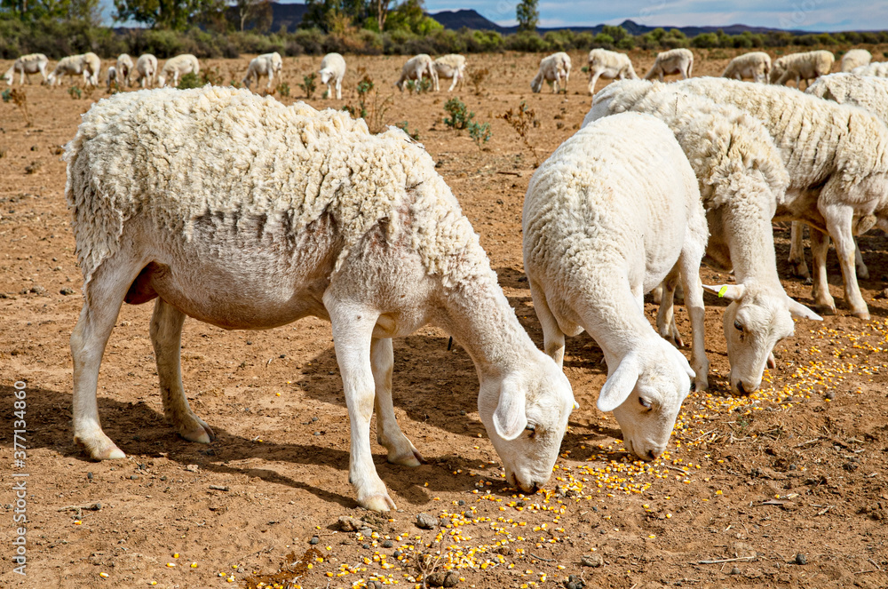 Hungry Karoo sheep enjoy the dry yellow mealies on a sheep farm near Williston in South Africa. The Karoo is a semi desert sheep farming area. Hungry Karoo sheep enjoy the dry yellow mealies on a sheep farm near Williston in South Africa. The Karoo is a semi desert sheep farming area.