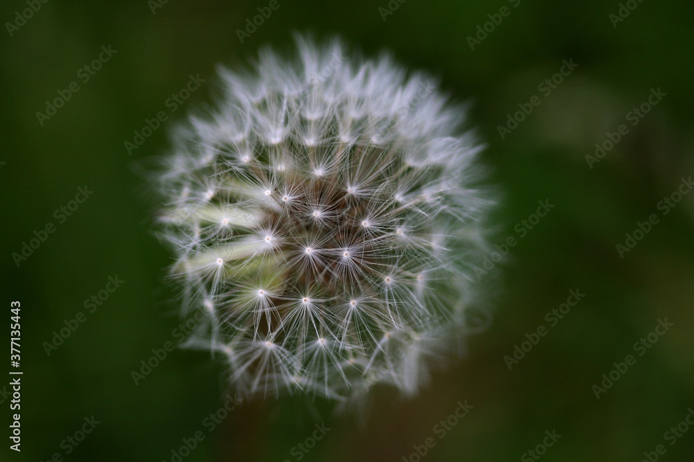 Fototapeta premium dandelion head