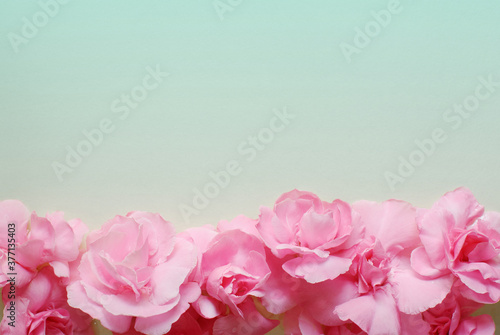 Summer blossom pink flowers in soft and light tone on plain background. Flower arrangement border image with copy space for celebrated occasions.