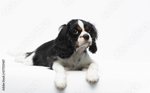 Cavalier king charles spaniel dog puppy looking