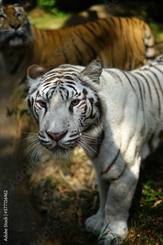 tiger in the zoo © Hendra