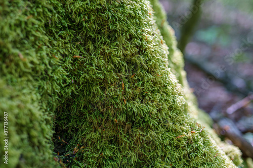 Nahaufnahme von Moos über einen Baum in einem Wald im Frühling