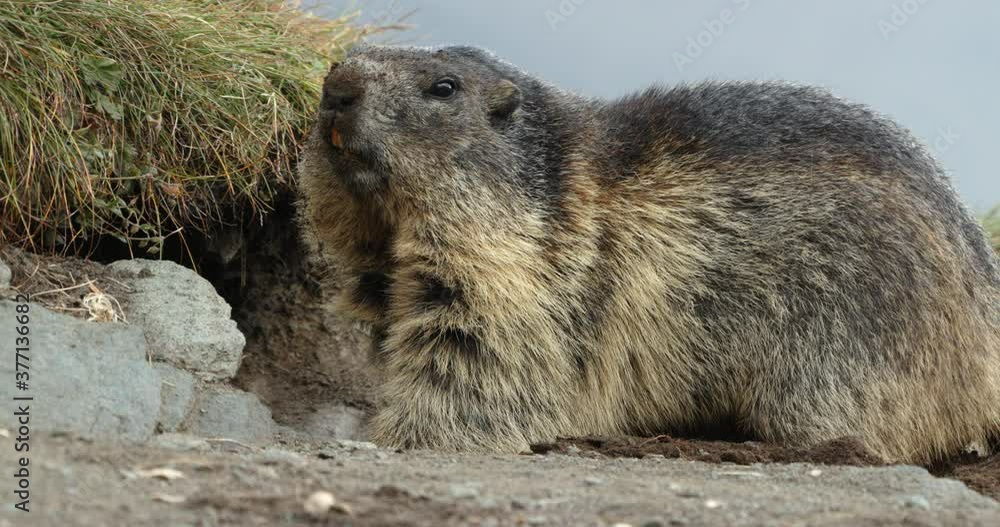 Alpine marmot walking backwards out of nest/ Carpathian Mountains, Europe