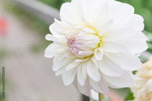White dahlia flower on green leaves background