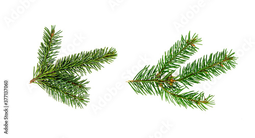 Top view of green fir tree spruce branch with needles set isolated on white background.