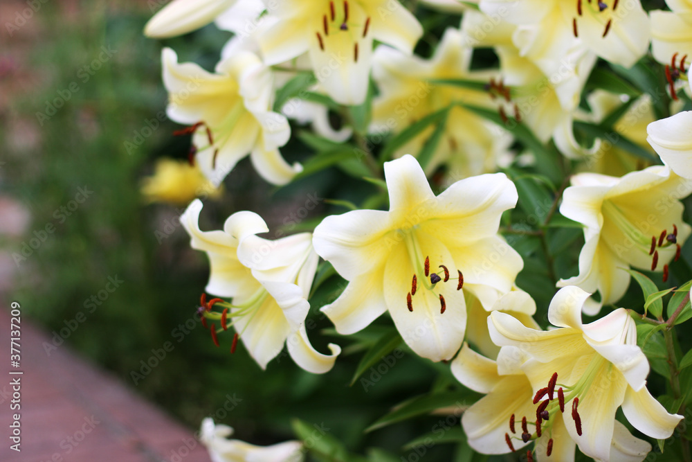 Сlose-up of beautiful white lilies flowers. Bouquet of flowers. Flowers background Сlose-up of beautiful white lilies flowers. Bouquet of flowers. Flowers background