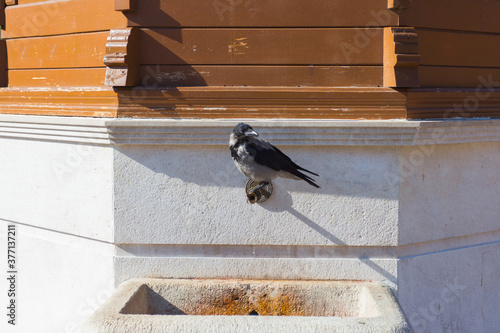 A crow drinks water from a historic fountain Sebilj in Sarajevo. Bosnia and Herzegovina photo