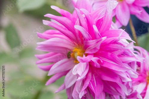 pink dahlia flower on green leaves background