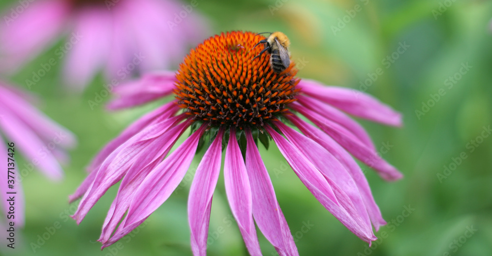 Close up veiw jf echinacea with honey bee. Photo with copy space. Banner size Close up veiw jf echinacea with honey bee. Photo with copy space. Banner size