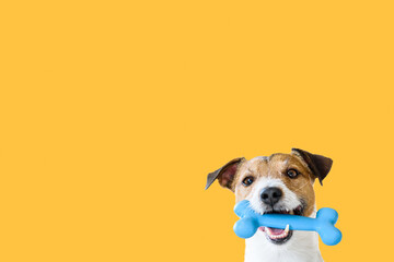 Happy pet dog holding in mouth blue toy bone against solid colour yellow background