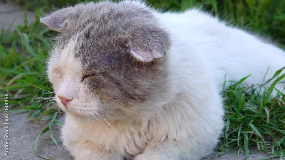 Portrait of a scruffy cat. Satisfied, well-fed, homeless cat on a background of nature. Portrait of a scruffy cat. Satisfied, well-fed, homeless cat on a background of nature.