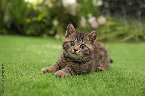 Cute tabby kitten on green grass outdoors. Baby animal