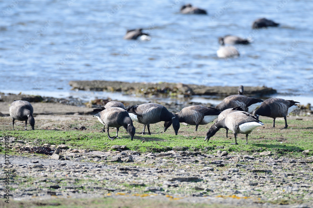 Ringelgänse im Herbst an der Ostsee bei der Futtersuche Ringelgänse im Herbst an der Ostsee bei der Futtersuche