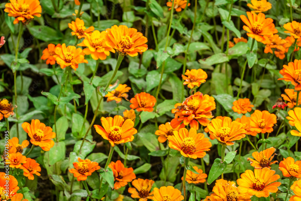 yellow cosmos flowers farm yellow cosmos flowers farm