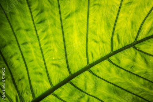 green alocasia odora leaf