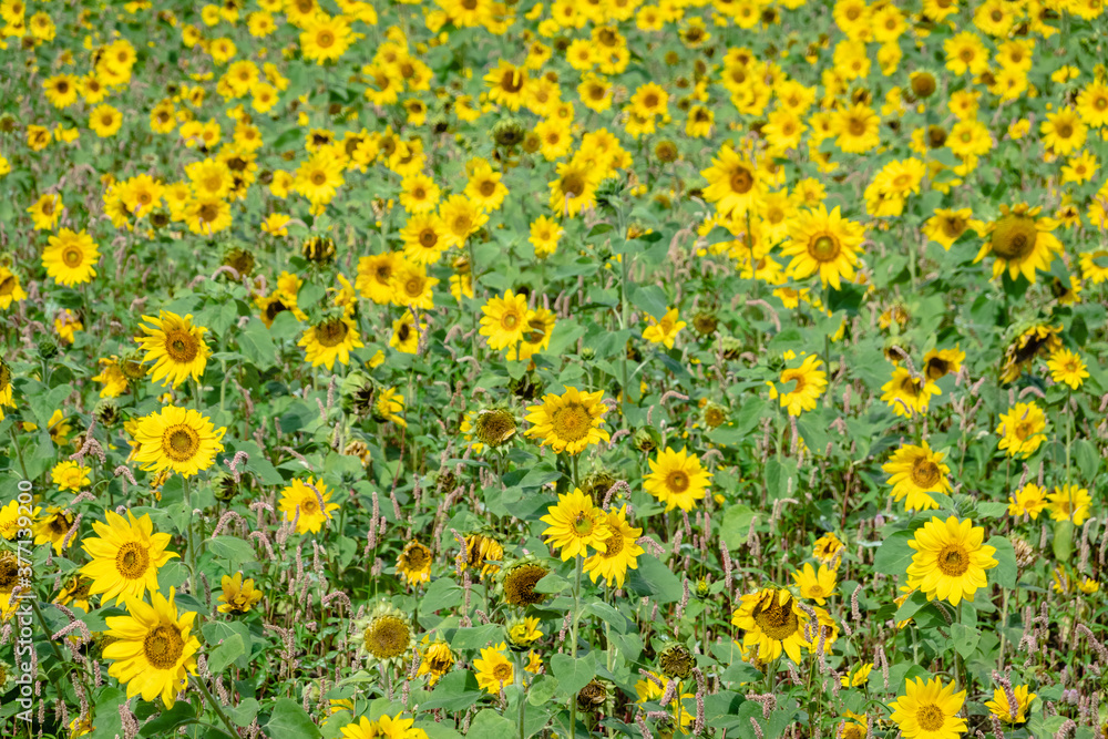 sunflowers farm with yellow flowers