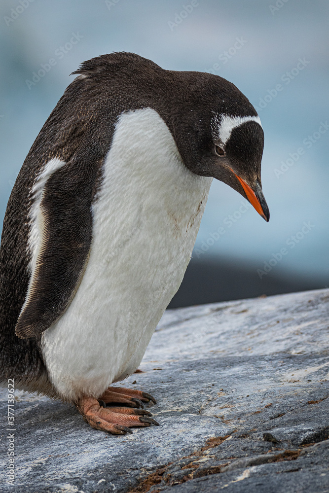 Fototapeta premium Gentoo penguin (Pygoscelis papua) Antarctica