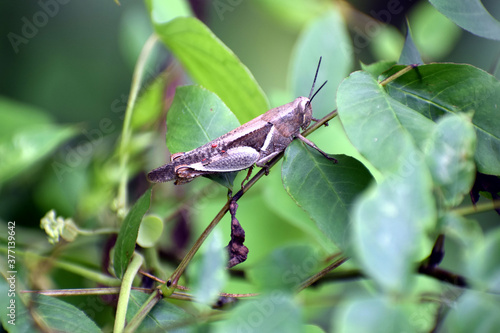 Close up picture of Grass hopper in Green grass © BalamSingh
