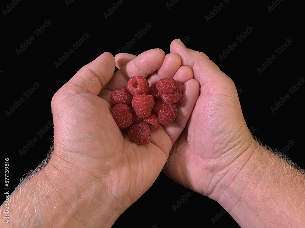 Red raspberries in hand, on a black background. Ripe raspberries in the palms, close-up. Red raspberries in hand, on a black background. Ripe raspberries in the palms, close-up.