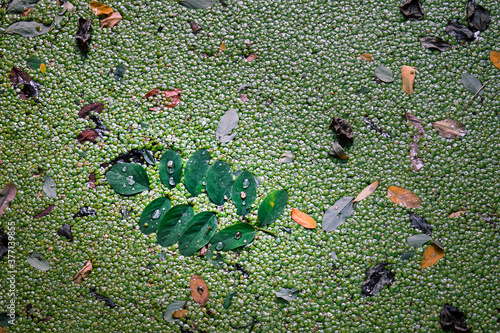 Blatt im Teich