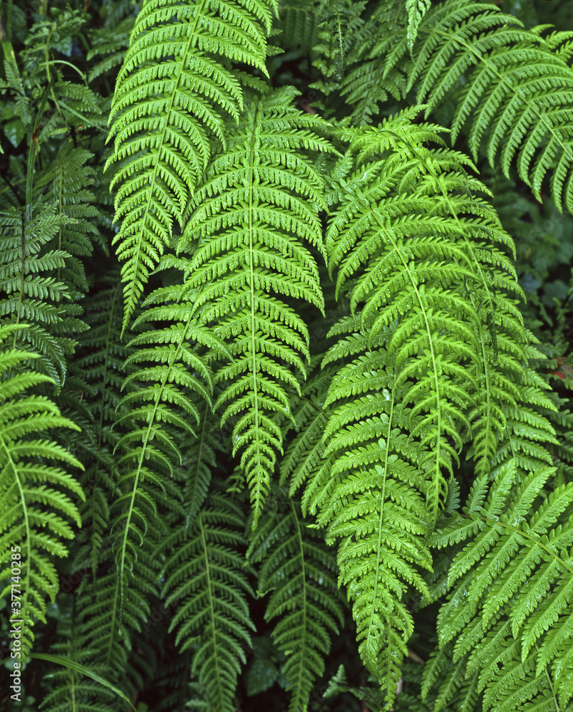 Alpine Ferns