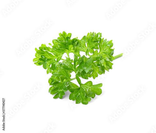 Fresh green curly parsley on white background