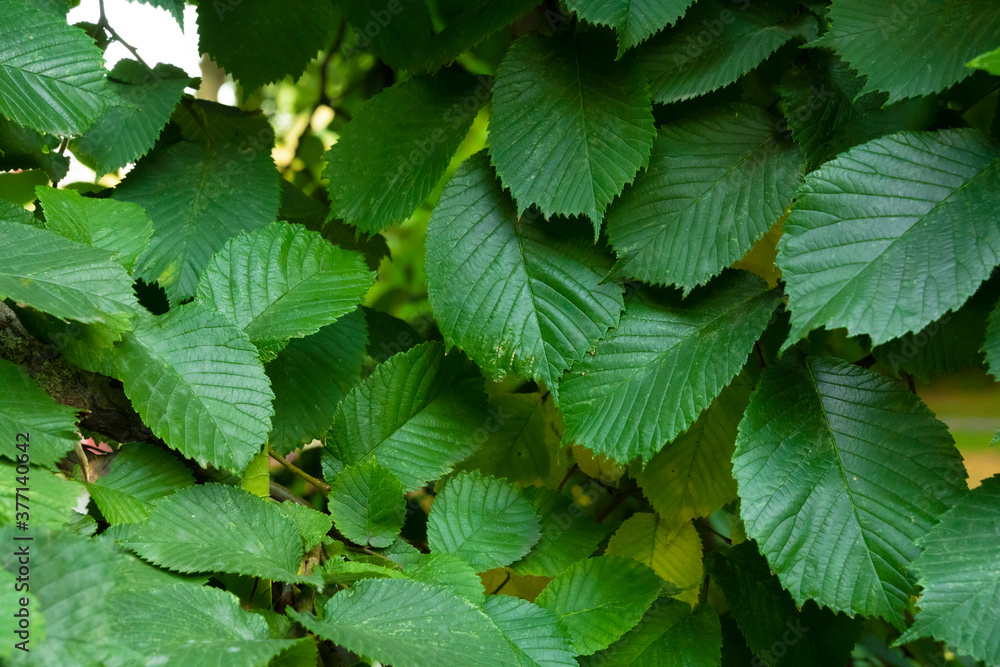 Shape and pattern of freshness green leaves for the natural background and wallpaper. Shape and pattern of freshness green leaves for the natural background and wallpaper.