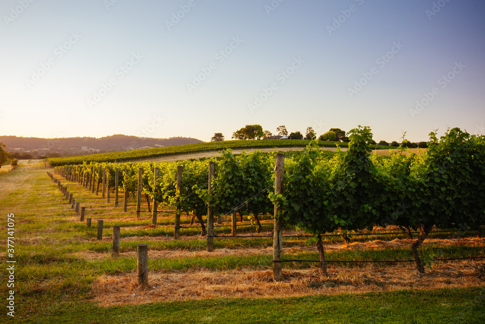Fototapeta premium Yarra Valley Vineyard in Australia