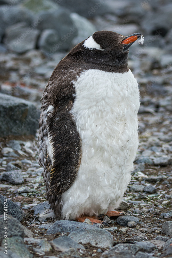 Gentoo penguin (Pygoscelis papua), Antarctica Gentoo penguin (Pygoscelis papua), Antarctica